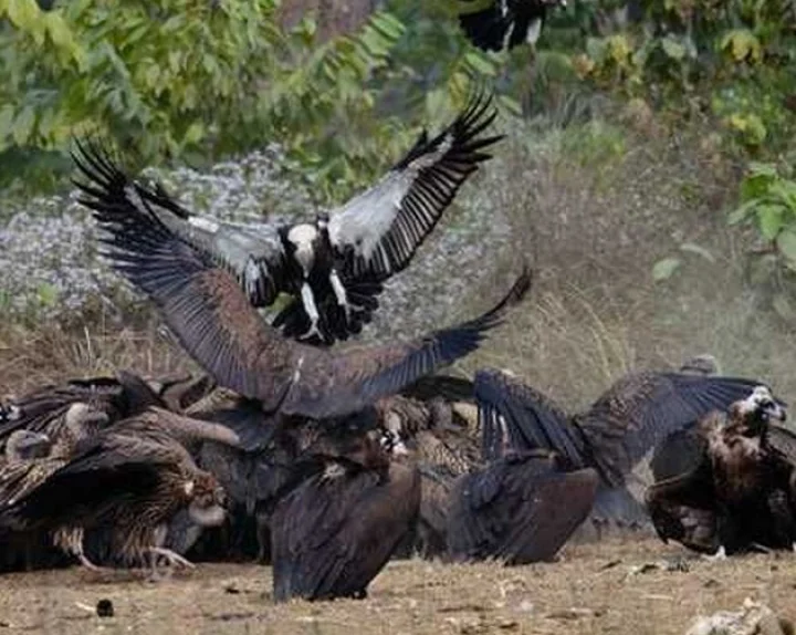 vulture