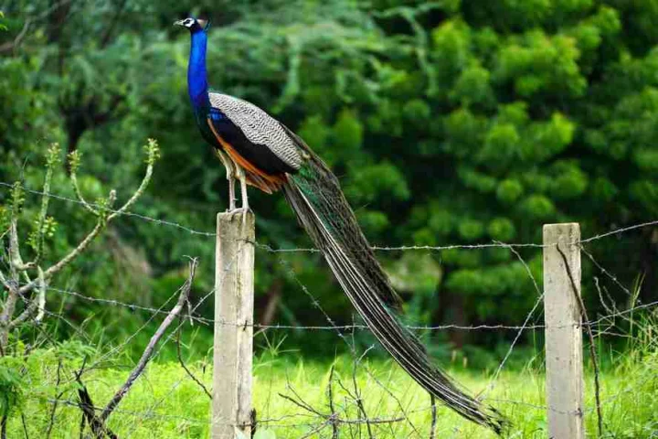 10 Mysterious Birds