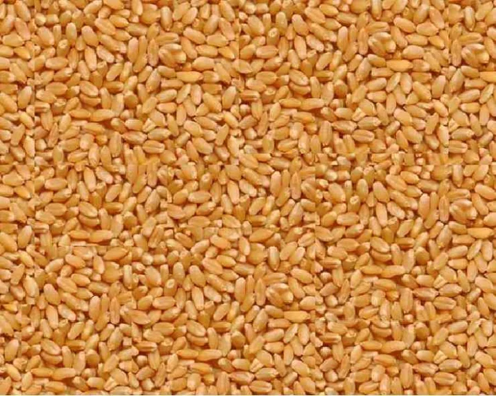 free ration