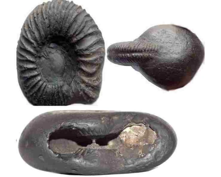 shaligram benefits