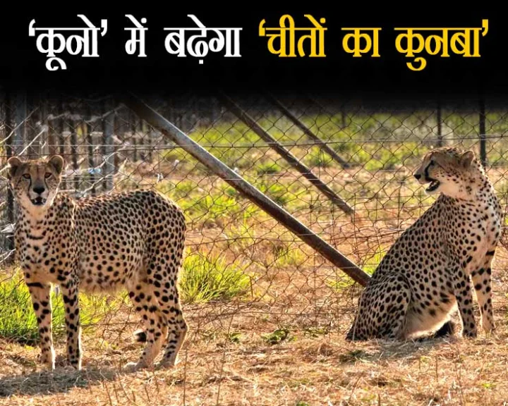 cheetha leopard