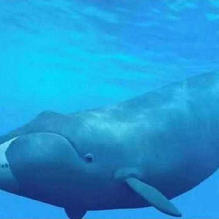 મહારાષ્ટ્ર: બીડમાંથી આશરે 1.5 કરોડની કિંમત