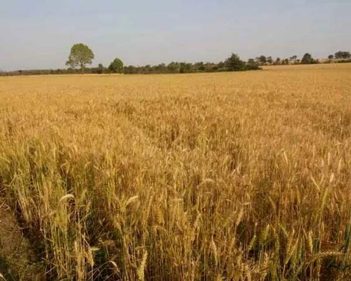 wheat