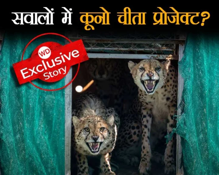 Cheetah death in Kuno