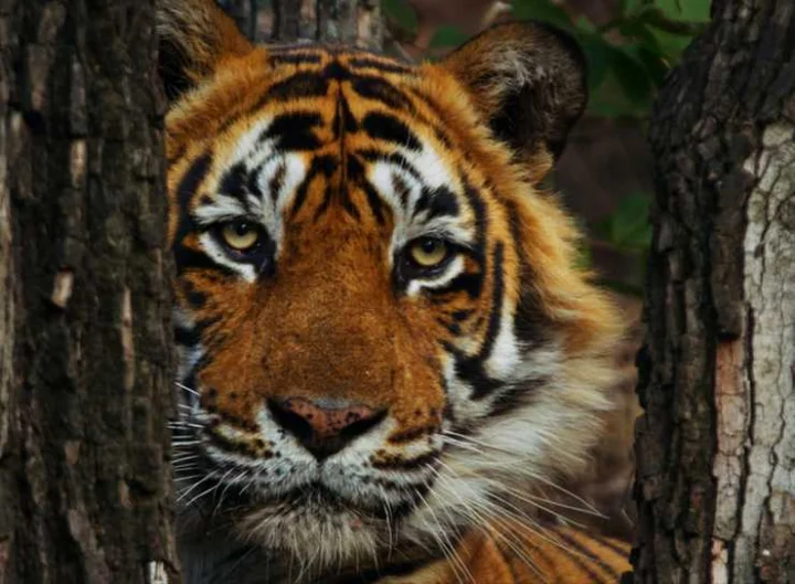 tigress that became synonymous with terror in Lakhimpur Kheri was caught