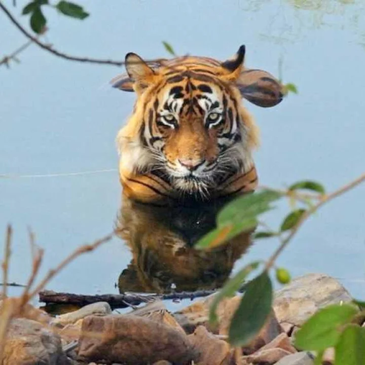 प्रोजेक्ट टायगरला 50 वर्षे पूर्ण, पंतप्रधान नरेंद्र मोदींनी वाघांची ताजी आकडेवारी प्रसिद्ध केली