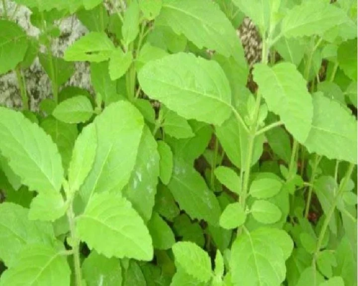 Tulsi in High Blood Pressure