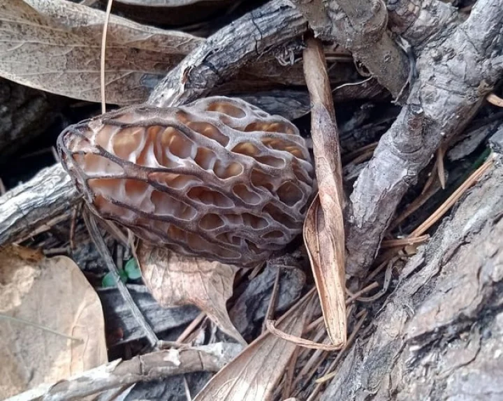 Mushroom