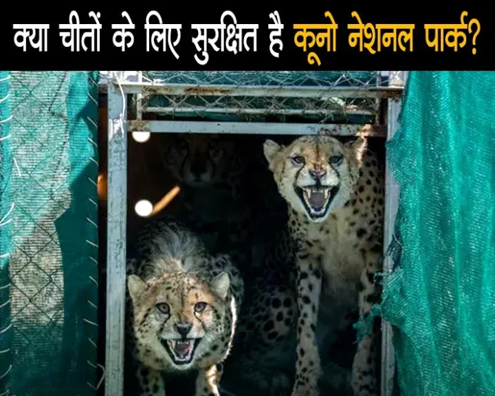 Cheetah death in kuno