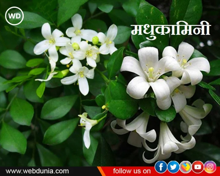 madhukamini plant
