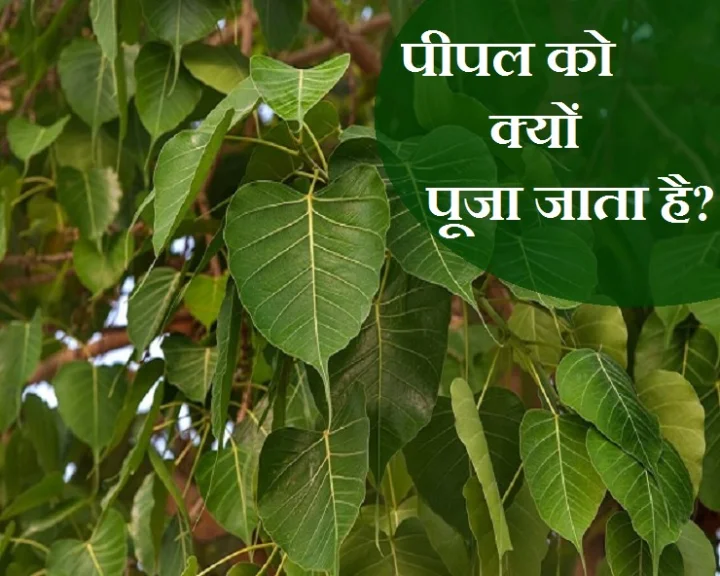 peepal tree