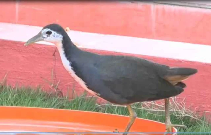A flock of unique birds in Mangal Mandir