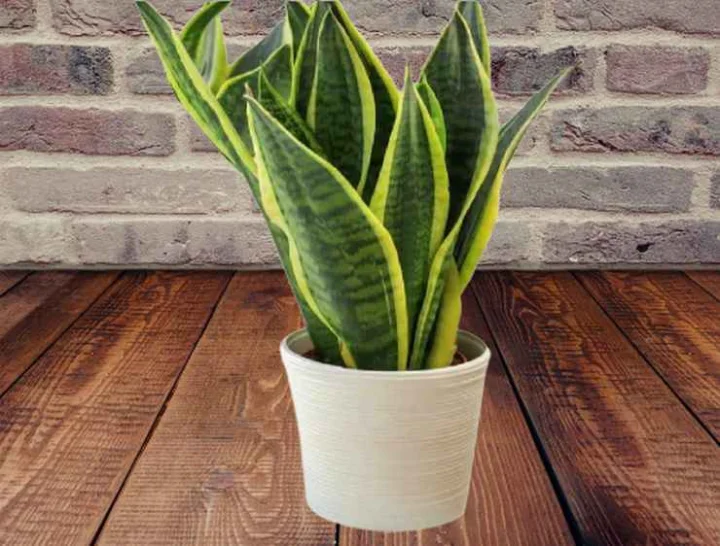 Outdoor plants that bring money and good luck