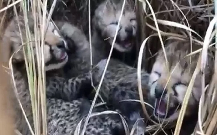 Two more cheetah cubs die in Kuno