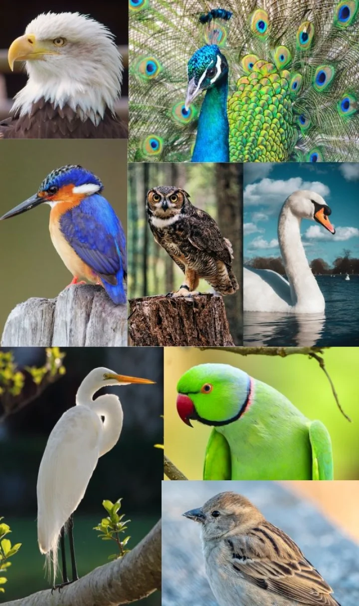 bird