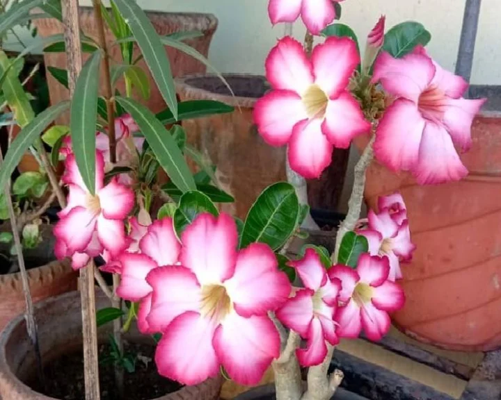 Vastu tips for flowers