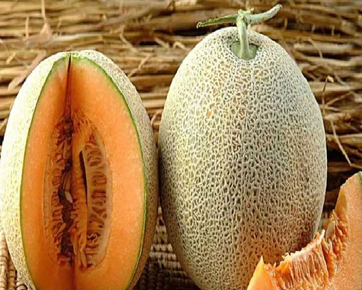 muskmelon