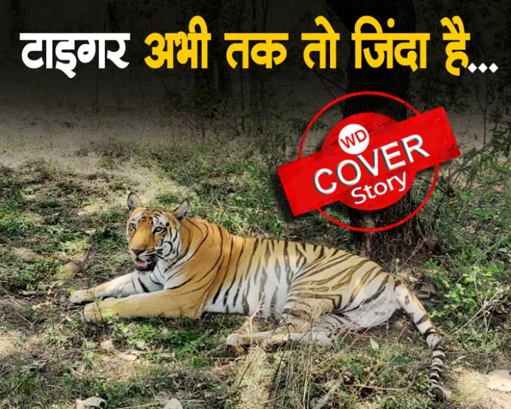 Tigers
