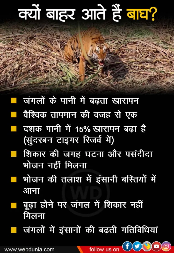 Tigers