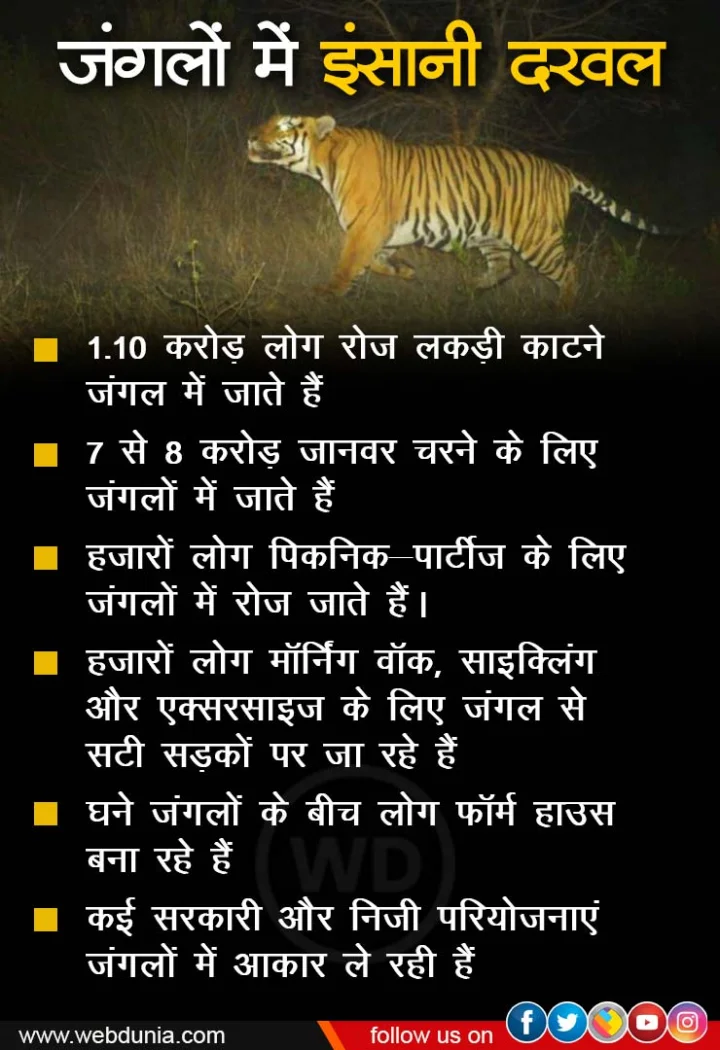 Tigers