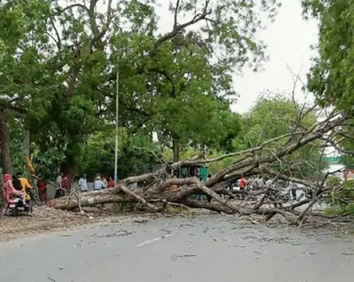 UP woman cremated a 200 yearold tree