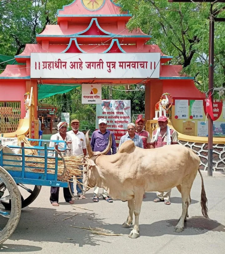 Very Rare Cow