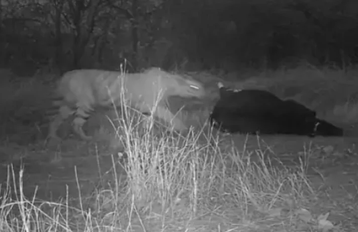Tiger hunting in Bhopal