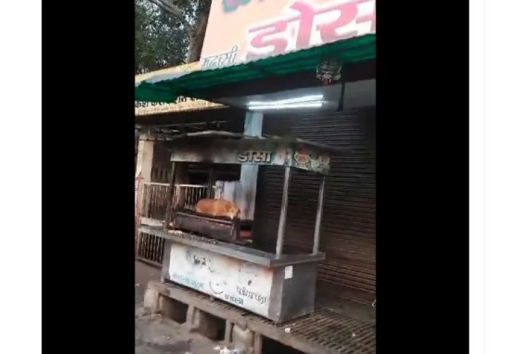 dosa dog