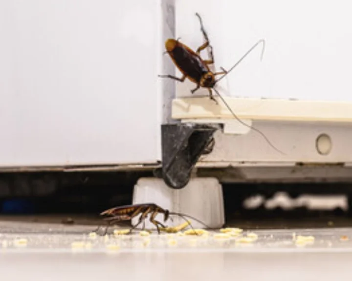 Remove Cockroach from fridge