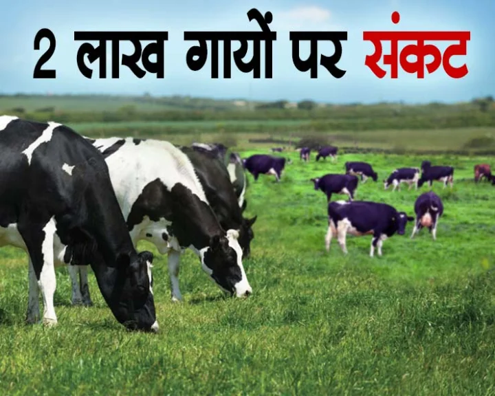 Ireland Cow Killing