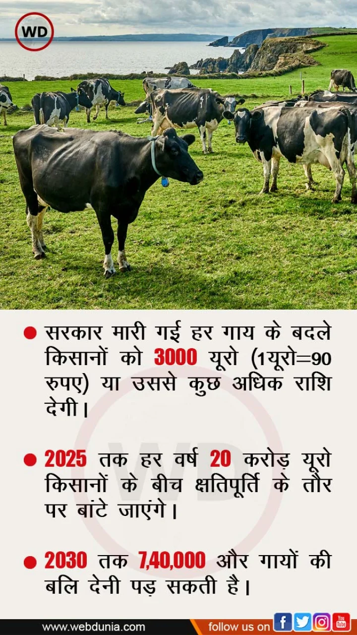 Ireland Cow Killing