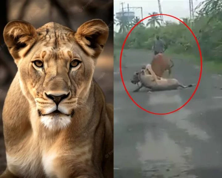 Lioness attack on cow