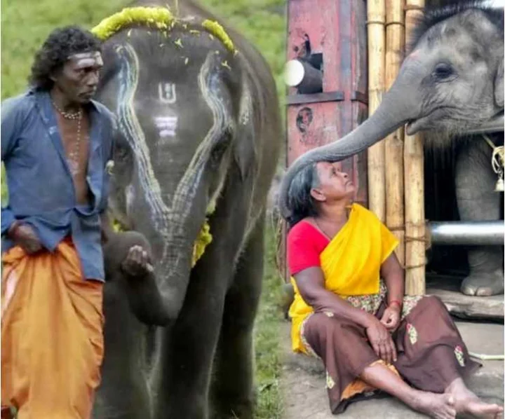 Oscar Winner Documentary The Elephant Whispers In Controversies