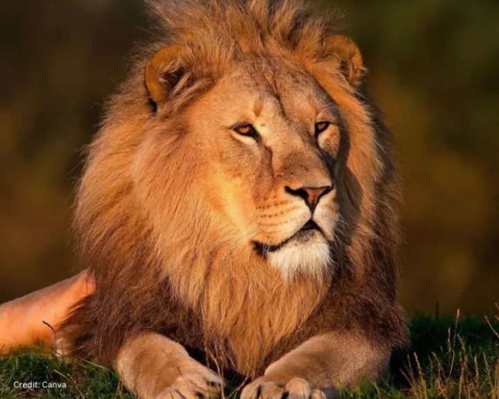 world lion day 2023