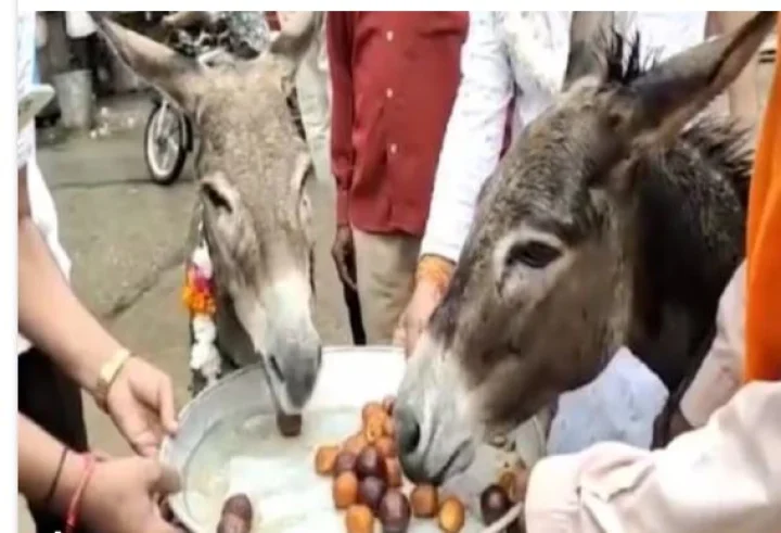 donkey
