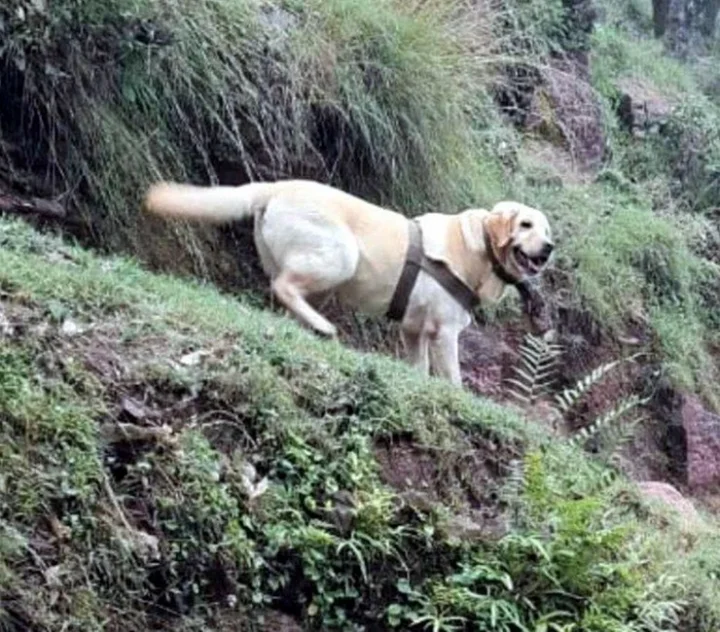dog cant
