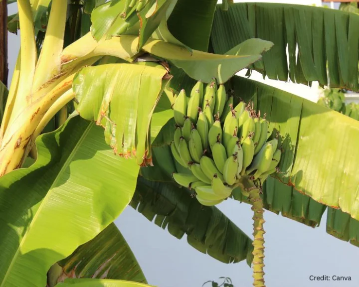 banana leaves 