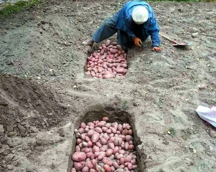 potato