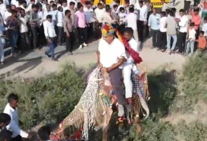 camel