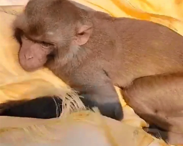 Love story of monkey and human