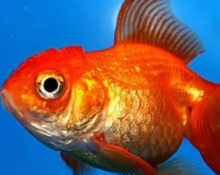 Rare fish found in water in Pakistan