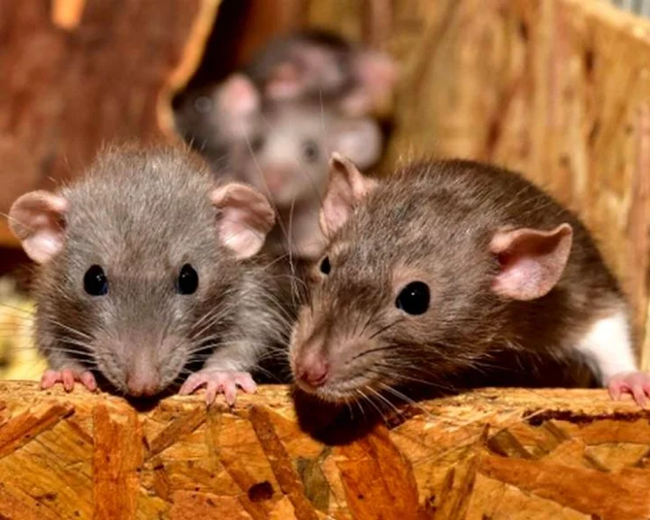 rat poem