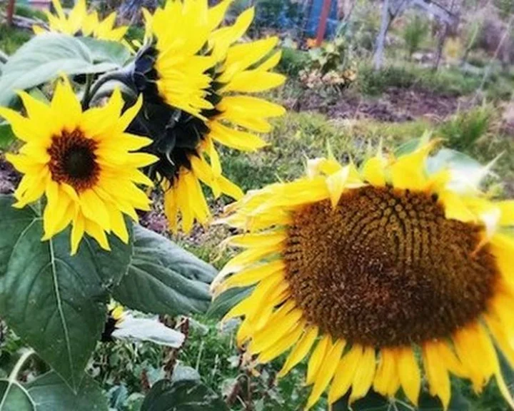 sunflower plant
