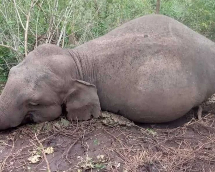 100 elephants die due to severe drought in Zimbabwe