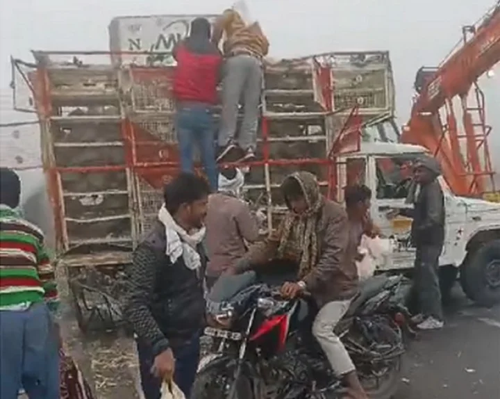 Looting of chickens from vehicle that was victim of accident in Agra