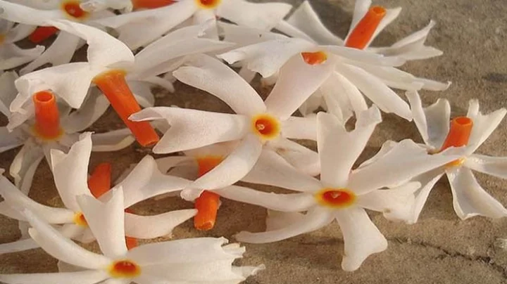 Benefits of drinking Harsingar flower tea