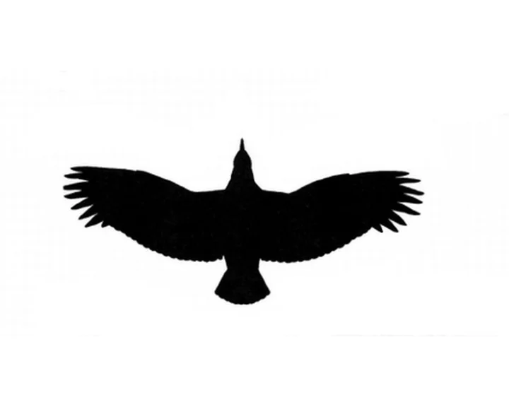History of Argentavis