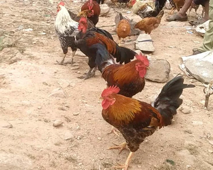 Chicken