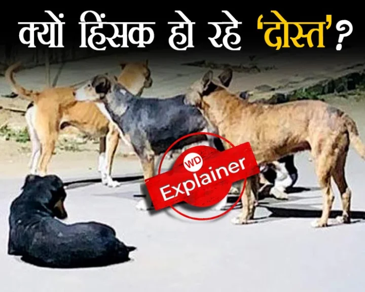 dogs