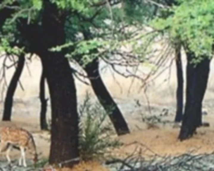 Sundarban island is shrinking due to rising water level